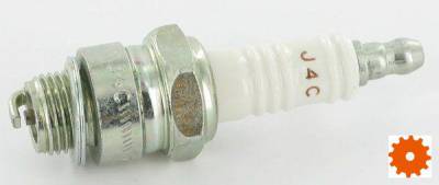 Bougie's Champion - J4C 